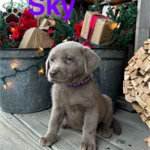 Sky, Silver Labrador Retriever Puppy